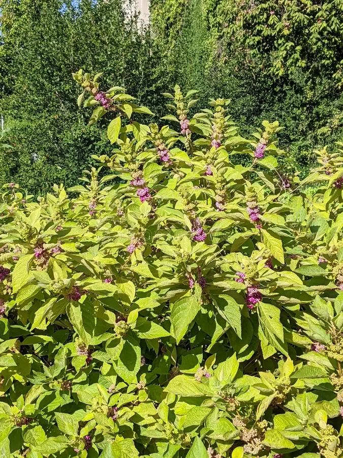 Beautyberry