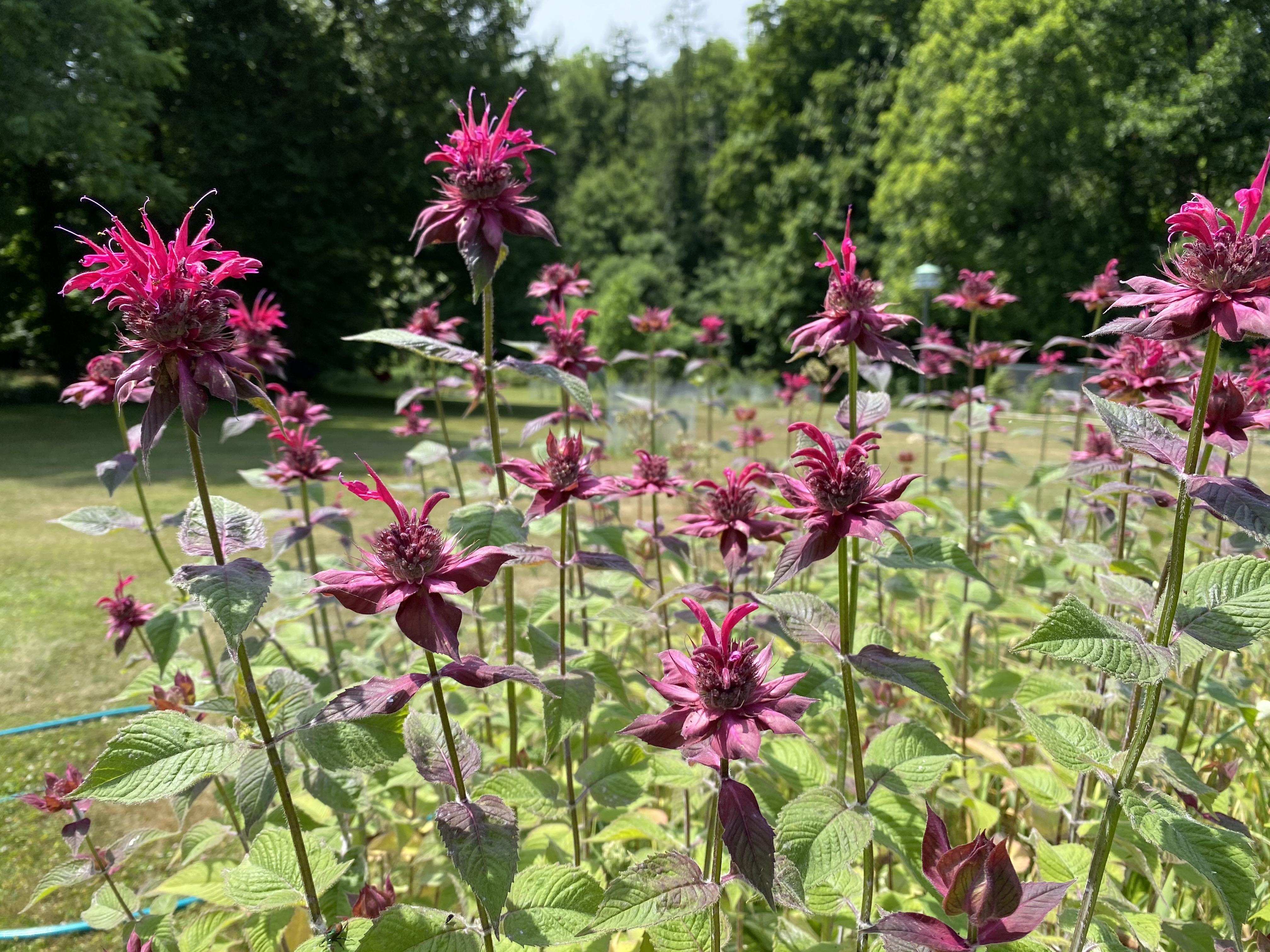 Bee Balm