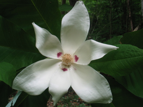 Bigleaf Magnolia