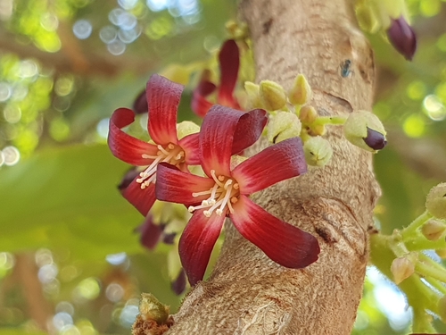 Bilimbi Tree