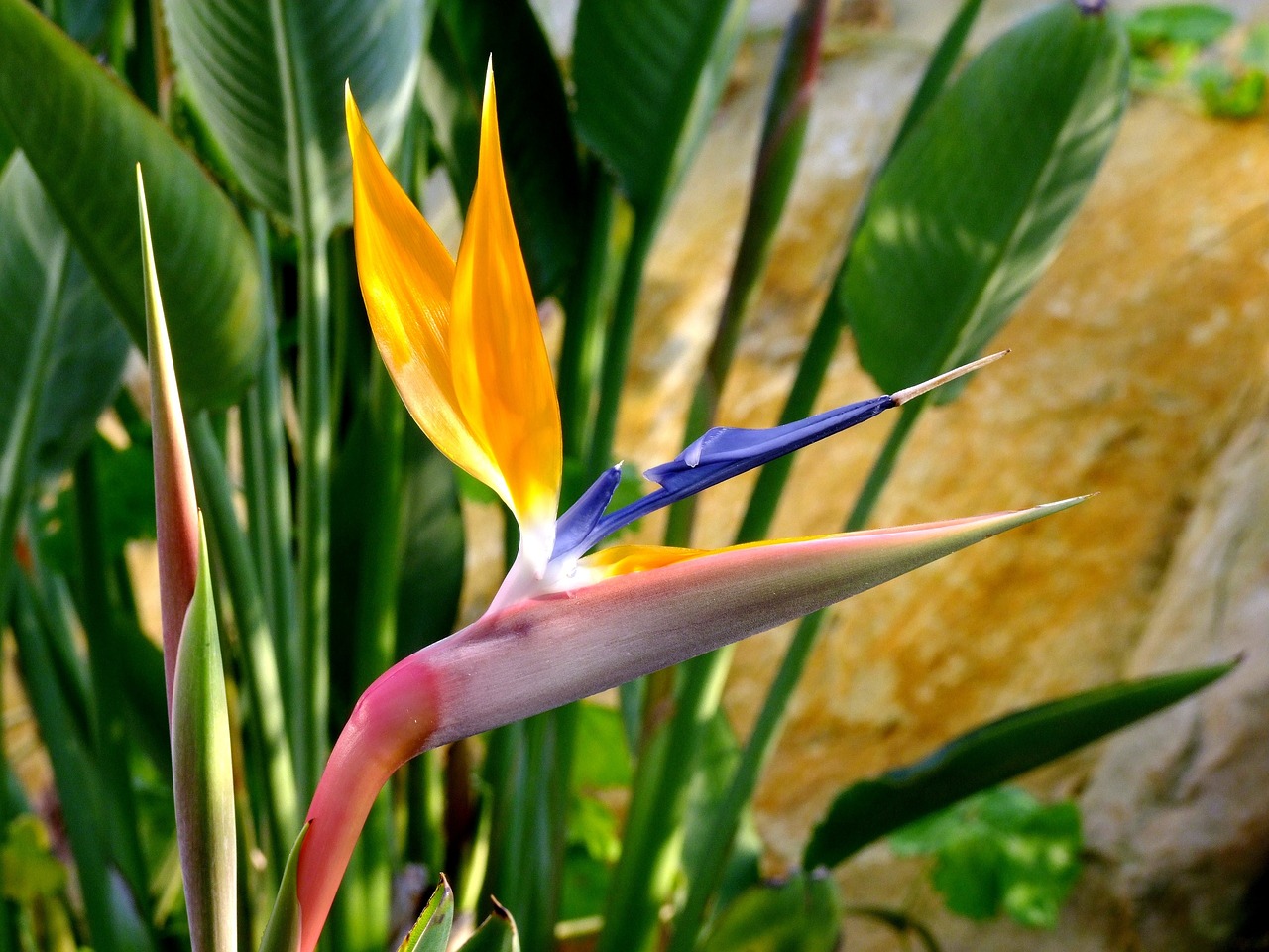 Bird of Paradise