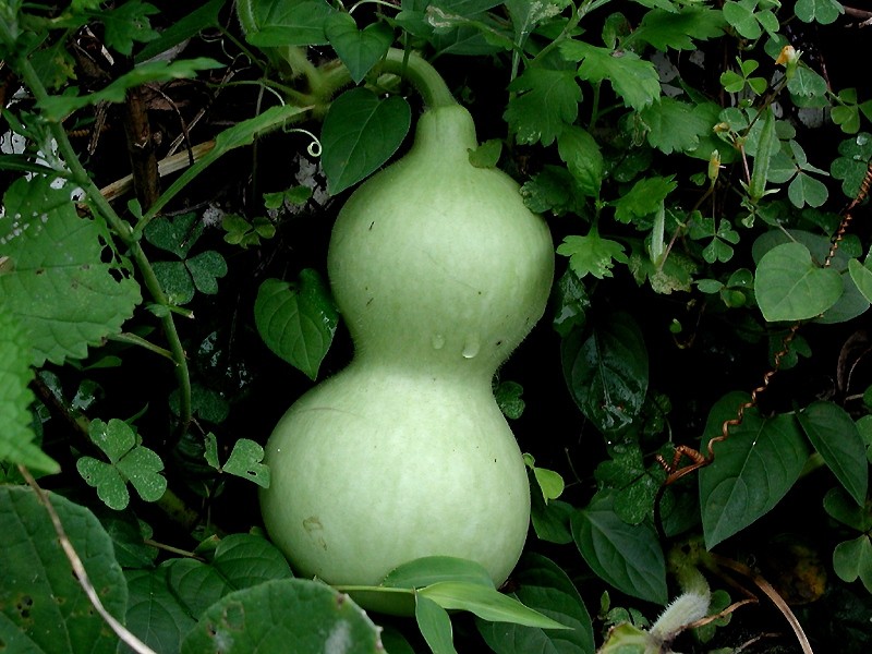 Birdhouse Gourd
