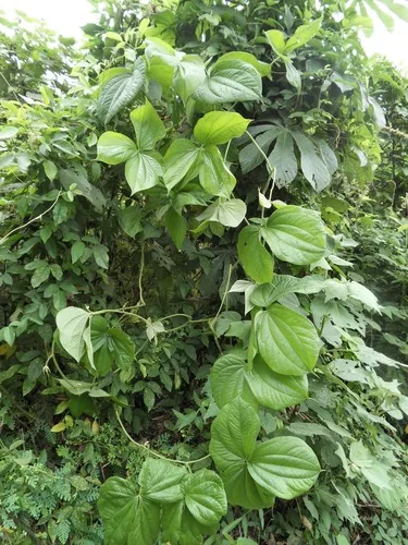 Bitter Yam