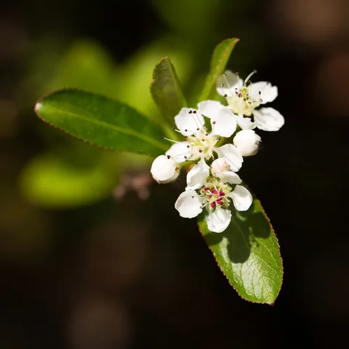 Black Chokeberry