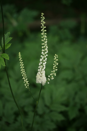 Black Cohosh