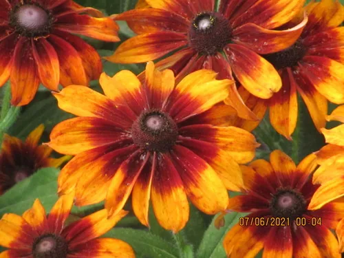 Black-eyed Susan