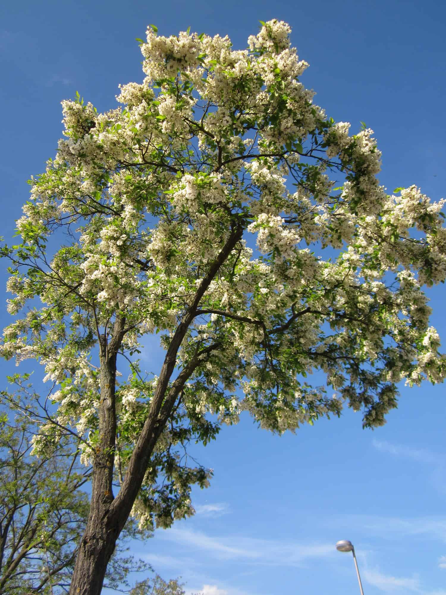 Black Locust