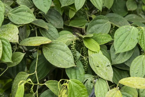Black Pepper Vine