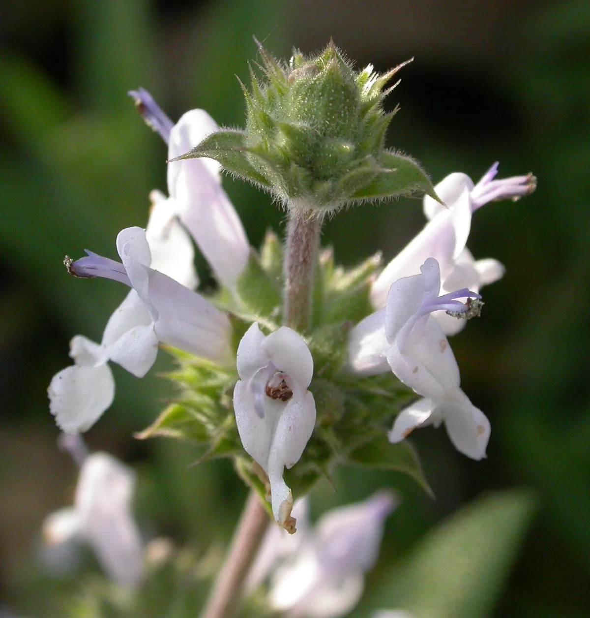 Black Sage