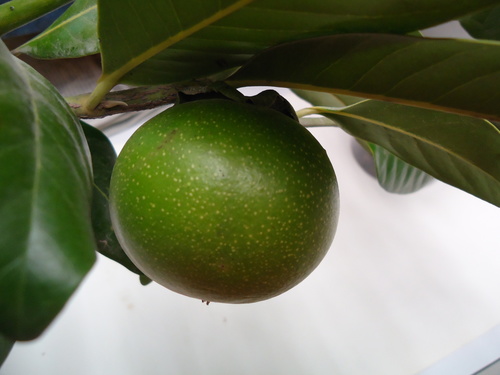 Black Sapote