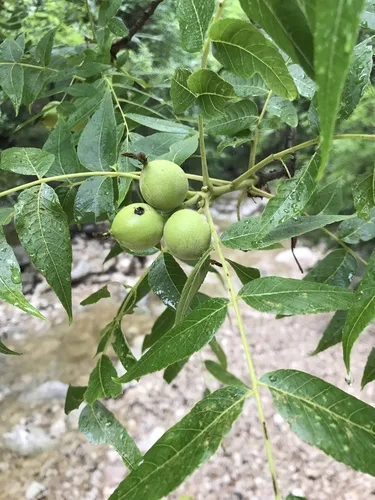 Black Walnut