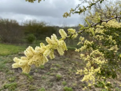 Blackbrush Acacia