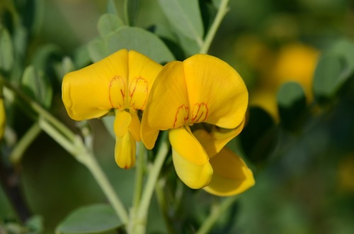 Bladder Senna