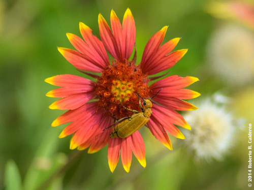 Blanket Flower