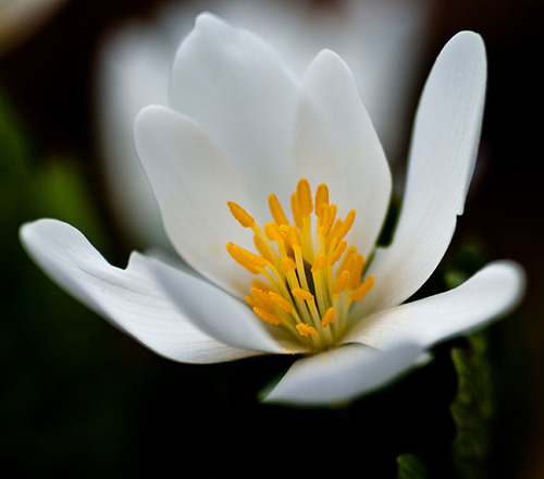 Bloodroot