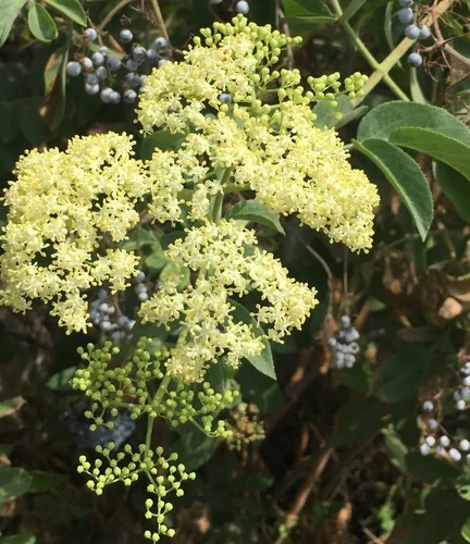 Blue Elderberry
