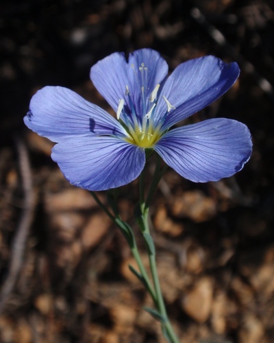 Blue Flax