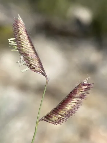 Blue Grama