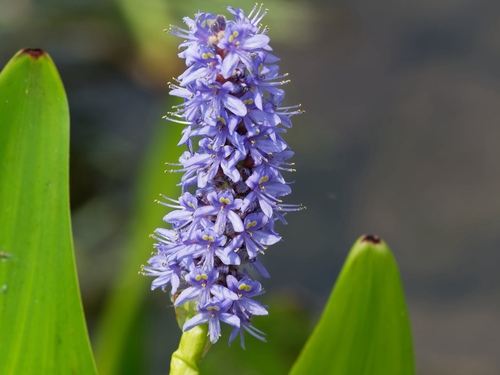 Blue Pickerelweed