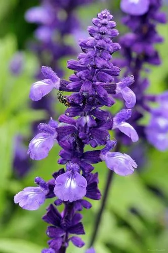 Blue Sage