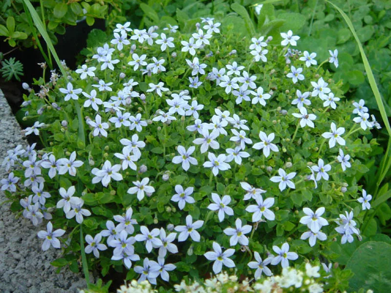 Blue Star Creeper