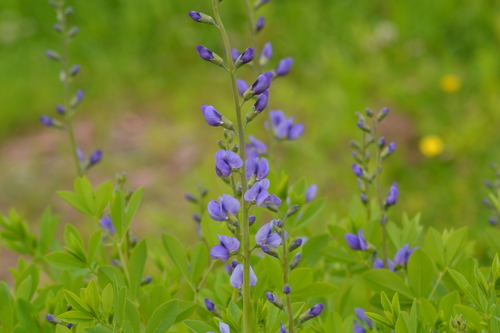 Blue Wild Indigo