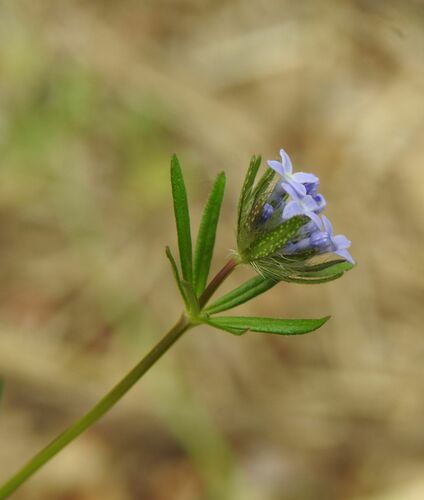 Blue Woodruff