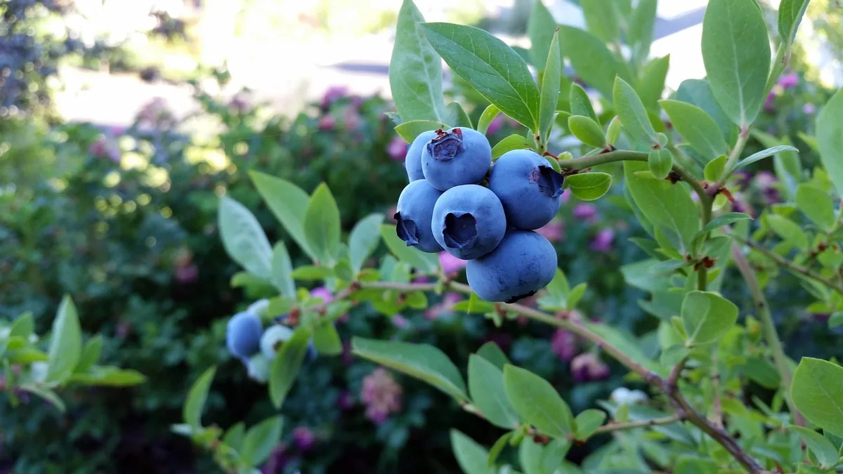 Blueberry