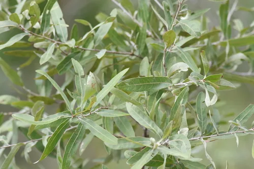 Bluejack Oak