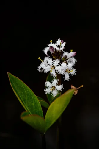 Bog Bean