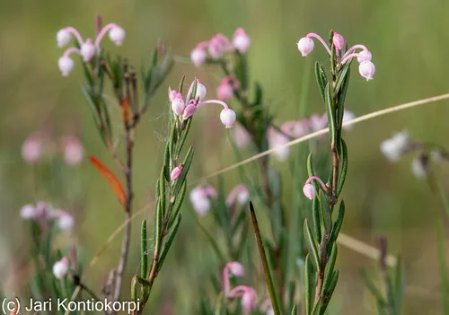 Bog Rosemary