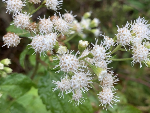 Boneset