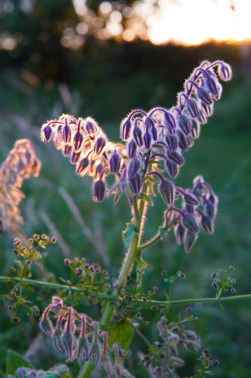 Borage