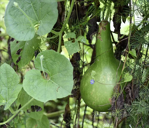 Bottle Gourd