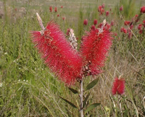 Bottlebrush