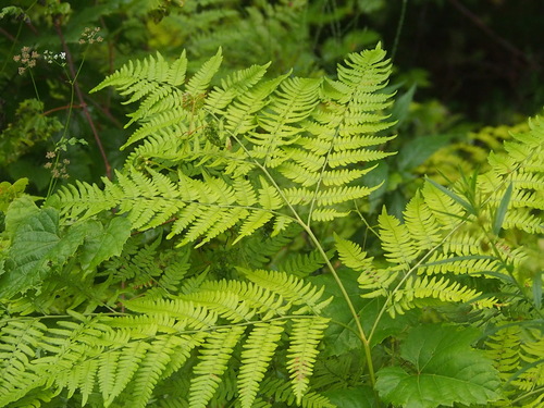 Bracken Fern