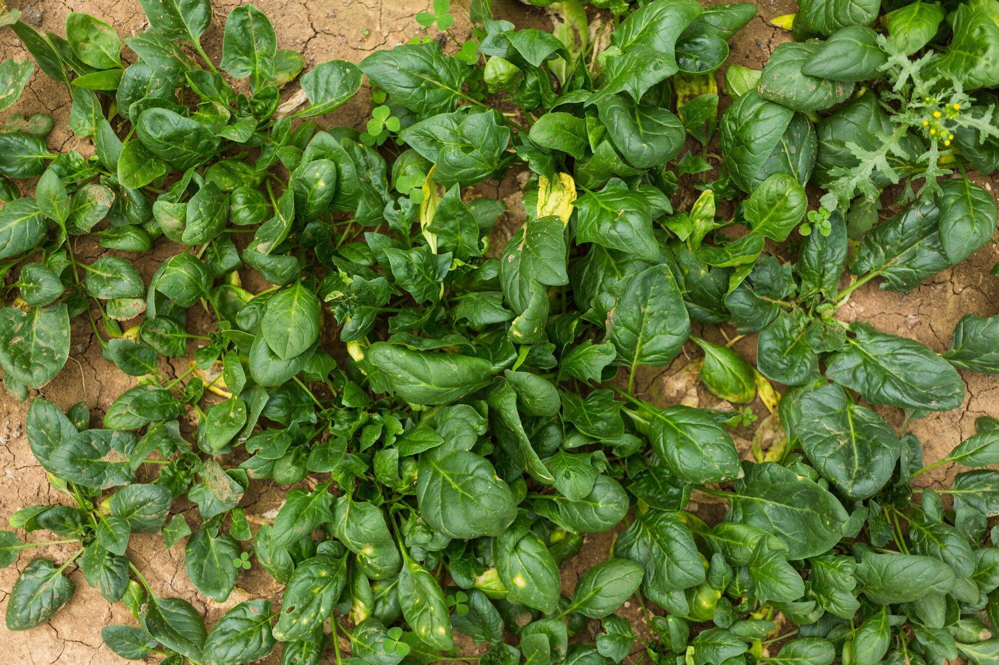 Brazilian Spinach