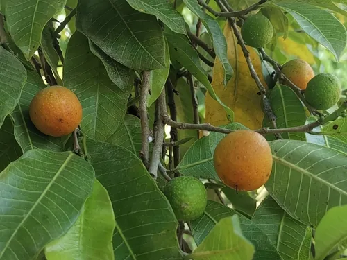 Breadnut Tree