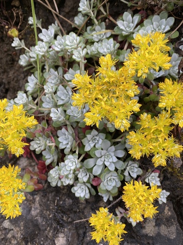 Broadleaf Stonecrop