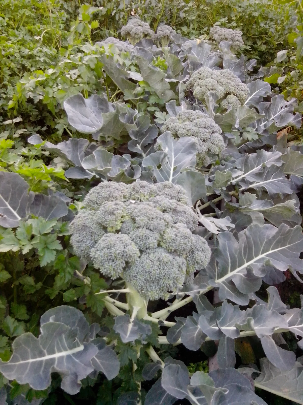 Broccoli
