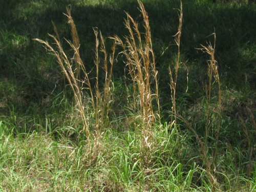 Broomsedge Bluestem