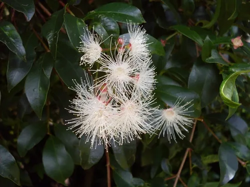 Brush Cherry