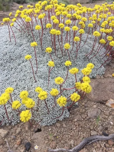 Buckwheat