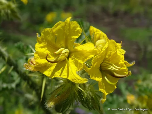 Buffalo Bur