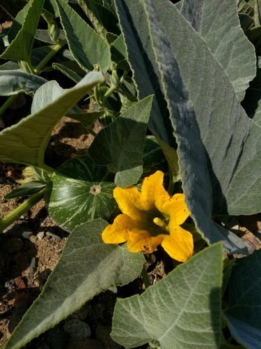 Buffalo Gourd