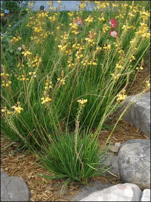 Bulbine