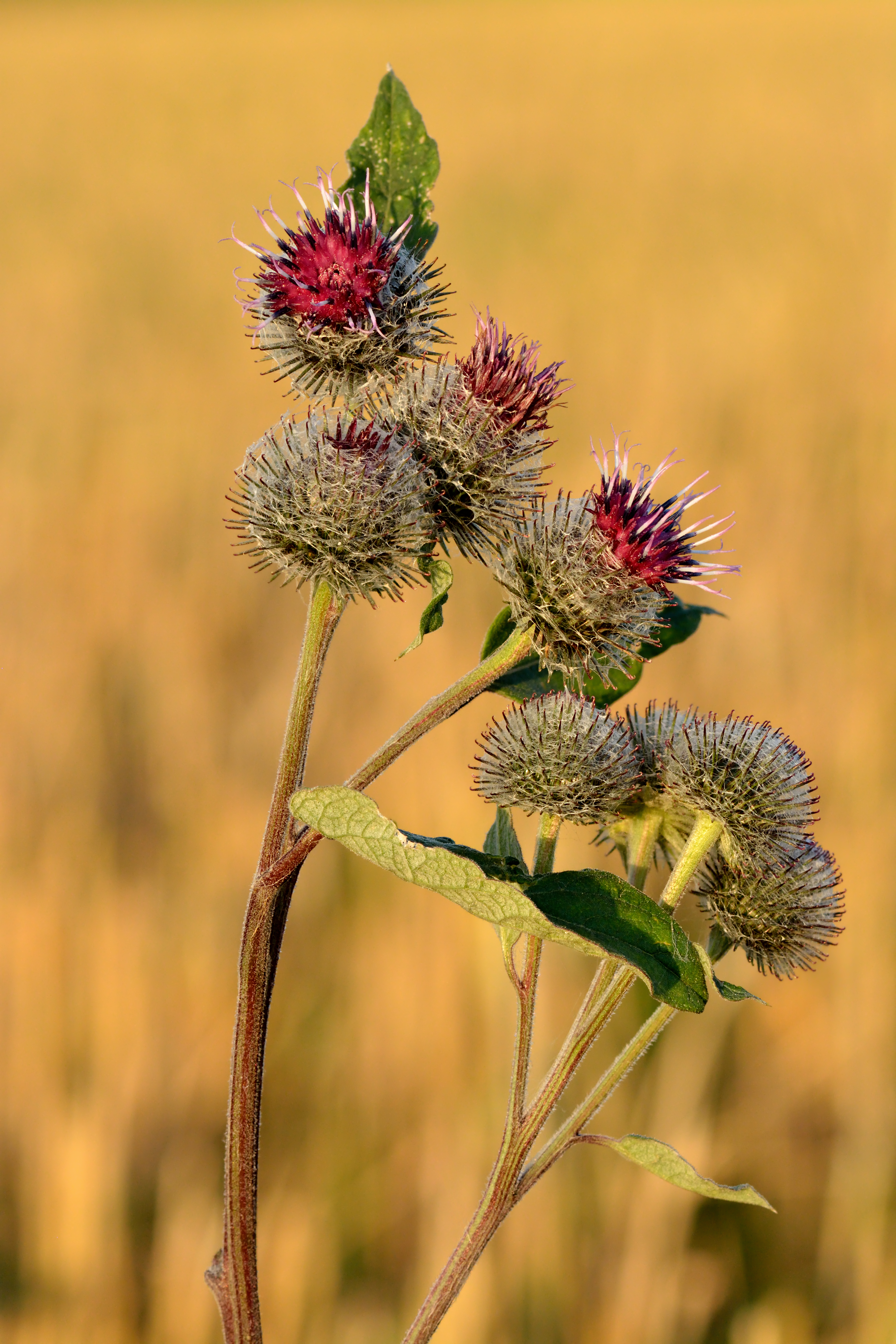 Burdock