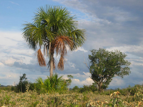Buriti Palm