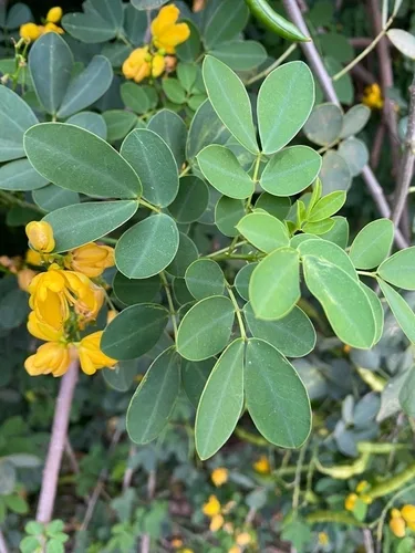 Butterfly Cassia