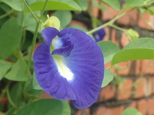 Butterfly Pea